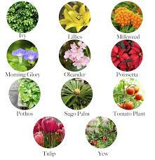 Maybe you would like to learn more about one of these? 23 Common Plants Poisonous To Pets Lakeside Garden Guild