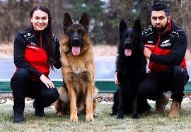 (elm > 195 n park ln, elmira, ny) hide this posting restore restore this posting. Purebred German Shepherd Puppies Vom Ragnar Top Breeder Accepti Wicz