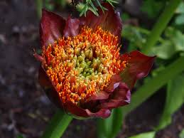 Image result for Scadoxus puniceus