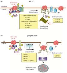 Image result for Delta F508