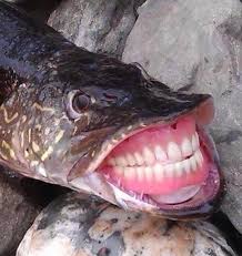 Maybe you would like to learn more about one of these? This Fish With Human Teeth Oddlyterrifying