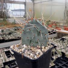 Anything and everything about succulents, a.k.a. Opuntia Pottsii Prescott Arizona Dw Uhlig Kakteen More Than 5 000 Different Species