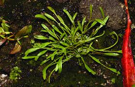 Image result for Limosella