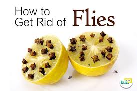 Get Rid Of Flies Get Rid Of Flies Getting Rid Of Mice Fly Repellant