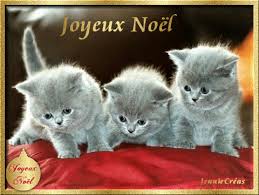 Résultat de recherche d'images pour "images gif joyeux noel avec chats"
