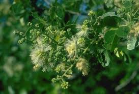 Image result for Ateleia herbert-smithii