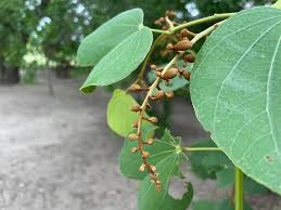 Image result for Piliostigma thonningii