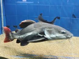 Cat Fish Picture Of Matsyadarshini Aquarium Visakhapatnam Vizag Tripadvisor