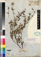 Image result for Stylosanthes guianensis