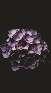  Pin By Carmella Caramel On Bunga Ungu Hydrangea Wallpaper Dark Flowers Flower Phone Wallpaper