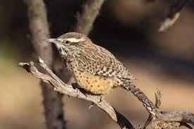 Arizona became the second state to adopt a state firearm after. Arizona State Bird Cactus Wren