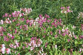 Image result for Impatiens psychadelphoides