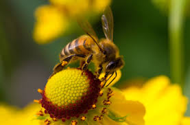Flowers even give bees nectar, which they use to make honey, as motivation to visit. Could Pollinating Drones Help Replace The Essential Dying Breed Of Honey Bees Disruptor Daily