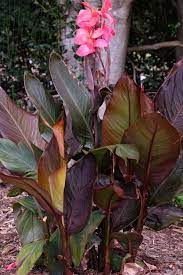 Canna Generalis Red Wine In 2021 Lily Plants Planting Flowers Indoor Flowering Plants