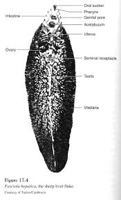 It is dorsoventrally flattened, oval in shape like a leaf and faint brownish in colour. 7 Fasciola Ideas Liver Fluke Parasite Flatworm