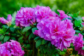 They begin in the spring with new foliage and bud growth, then burst into life as. Behold 2021 2 More Encore Azaleas Coming To Market This Spring Perfect For Small Gardens The Virginian Pilot