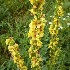Papaveri e fiori gialli di campo che insieme disegnano paesaggi da cartolina; Verbascum Nigrum I Giardini Dell Indaco