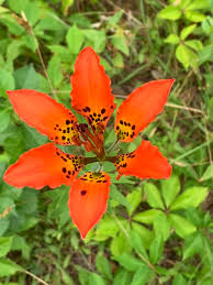 Image result for Ornithogalum flexuosum