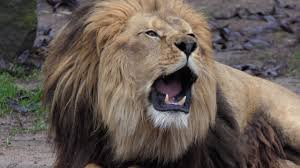 Löwe video review covering the main vehicle characteristics and its combat behavior. Lowen Brullen Youtube