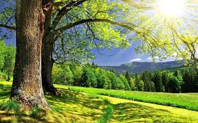 Download Verdant Tree Scenery Sunny Day ...