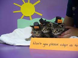 Medicine, surgery, and wellness care for dogs and cats. Family Pet Animal Hospital 37 Photos 187 Reviews Veterinarians 1401 W Webster Ave Chicago Il Phone Number