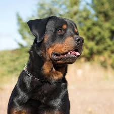 The same applies to height. Can Rottweilers Live In Apartments A Complete Guide Embora Pets