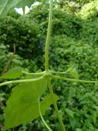 Image result for Mikania