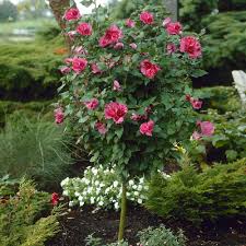 This characterization may lead to a bent crown and pendulous branches that can cascade to the ground. Red Rose Of Sharon Althea Trees For Sale Brighterblooms Com