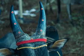 63 jallikattu photos free royalty free stock photos from dreamstime 63 jallikattu photos free royalty