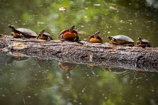 Turtle Time: Meet and Search for Turtles