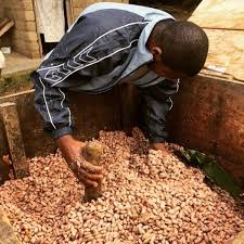 Fermenting Cacao Beans Is A Key Stage In The Production Of Chocolate Without Fermentation We Could Never Have Chocolate It Remove Cacao Beans Fermenting Beans