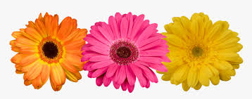 Flores Gerberas Png Transparent Png Kindpng This video is currently unavailable. flores gerberas png transparent png
