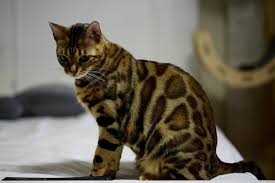 To be considered a bengal rather than a wild cat hybrid, the kitten needs to be at least a fourth generation mix. How To Tell If Your Bengal Cat Is A Mix With Pictures Excited Cats