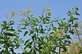 Image result for Nicotiana glauca