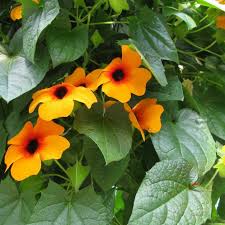 Image result for Thunbergia stelligera