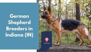 We did not find results for: 29 German Shepherd Breeders In Indiana In German Shepherd Puppies For Sale Animalfate