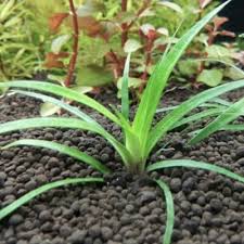 Image result for Eriocaulon schimperi