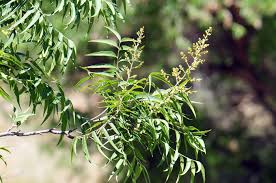 Image result for Sapindus saponaria