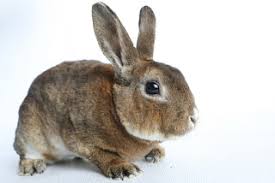 Maybe you would like to learn more about one of these? A Rabbit Around The House Ottawa Humane Society