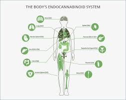 Cbd Dosing Guide Healthy Crush