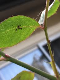 Learn how to identify and control pesky aphids on your indoor plants to prevent further damage and keep them from coming back. Are These Bugs On My Rose Pests Aphids Should I Be Worried How Should I Get Rid Of Them Plantclinic