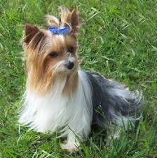 We did not find results for: Parti Yorkie Puppies Cheap Online