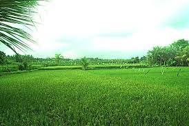 Di sebuah kampung itu memiliki sungai jernih yang tidak jauh dari perkampungan. Terkeren 30 Lukisan Pemandangan Desa Di Pagi Hari Berburu Lukisan Di Desa Penestanan Wisata Bali Download Jual Produk Sejenis Pemandangan Pedesaan Pantai