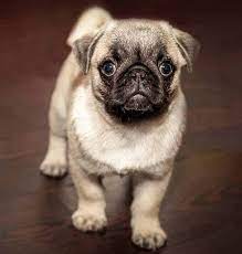 Beautiful pug puppies is offering high quality akc registered pug puppies for sale. Pug Price And Cost How Much Does A Pug Really Cost Puppies Breeders
