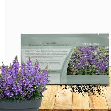 Image result for Angelonia