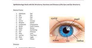 Ocul Word Root Ocul Eye O Cv Plasty Suffix Plasty Surgical Repair Oculoplasty Surgical Repair Of The Eyes Reference Cards Optician Training