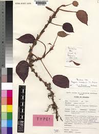 Image result for Pentadesma reyndersii