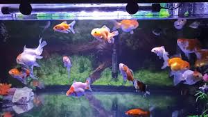 Custom warna dan ukuran plus model. Koleksi Aneka Ragam Ikan Koki Dan Ikan Komet Dalam Satu Aquarium Ukuran 85 Cm Youtube