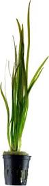 Image result for Vallisneria spiralis