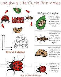 Ladybug Life Cycle Activities Free Printables For Preschool And Kindergarten Natural Beach Living Ladybug Life Cycle Activities Ladybug Life Cycle Life Cycles Activities